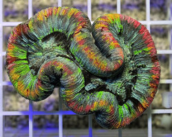 Trachyphyllia Spp. (Rainbow) M