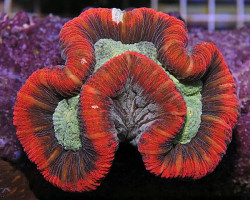 Trachyphyllia Spp. (Red Rim Ultra) L