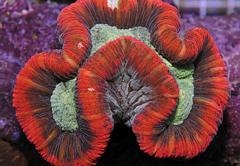 Trachyphyllia Spp. (Red Rim Ultra) L