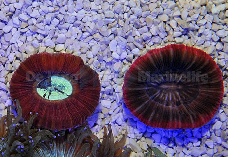 Trachyphyllia Spp. (Red) L