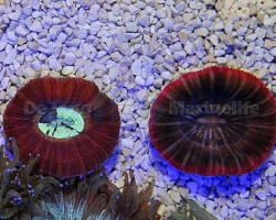 Trachyphyllia Spp. (Red) Xl