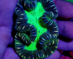 Trachyphyllia Spp. (West Australia Greenish) Xs