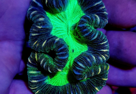 Trachyphyllia Spp. (West Australia Greenish) Xs