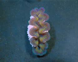 Tridacna Crocea (Grade A) 5Cm