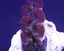 Tridacna Crocea (Grade A) 6Cm