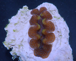 Tridacna Crocea (Grade A) 8Cm Xl