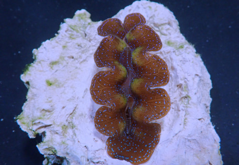 Tridacna Crocea (Grade A) 8Cm Xl