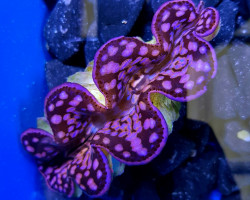 Tridacna Maxima (Pink/Purple) 13Cm Xxxxxl