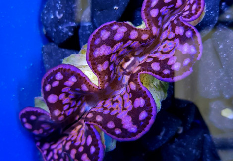 Tridacna Maxima (Pink/Purple) 13Cm Xxxxxl