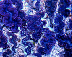 Tridacna Maxima (Pink/Purple) 8Cm L