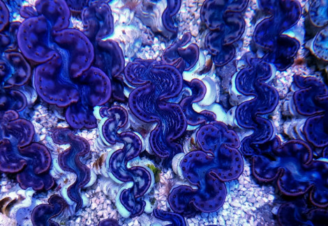 Tridacna Maxima (Pink/Purple) 8Cm L