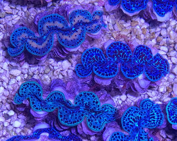 Tridacna Maxima (Ultra Blue Pacific) 12Cm Xxxxxl