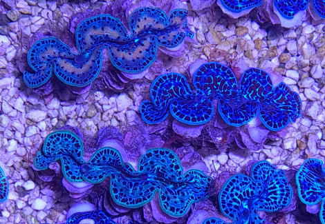 Tridacna Maxima (Ultra Blue Pacific) 12Cm Xxxxxl