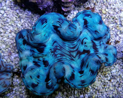 Tridacna Squamosa (Blue) 10Cm Xl