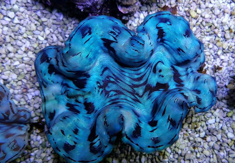 Tridacna Squamosa (Blue) 10Cm Xl