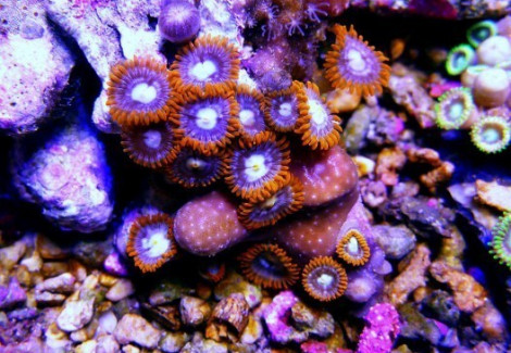 Zoanthus Frag M