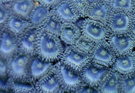 Zoanthus Sp. (Blue) Caribbean L