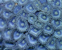 Zoanthus Sp. (Blue) Caribbean Xs