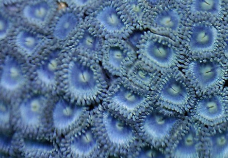 Zoanthus Sp. (Blue) Caribbean Xs