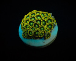 Zoanthus Spp. (Radioactive Dragon Eye) (Frag) M