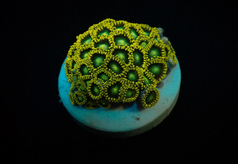 Zoanthus Spp. (Radioactive Dragon Eye) (Frag) M