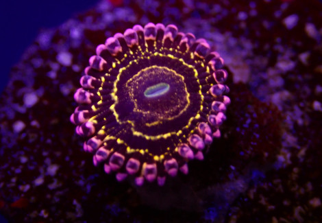 Zoanthus Spp. (Stratosphere) (1 Polyp) Xs