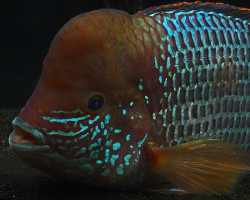 Aequidens Rivulatus 5-6Cm