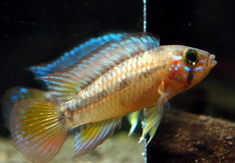 Apistogramma Algodon Ii 3-4