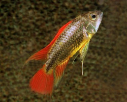 Apistogramma Cacatuoides Orange Red 3-4Cm