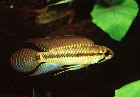 Apistogramma Pertensis Alenquer 2-3