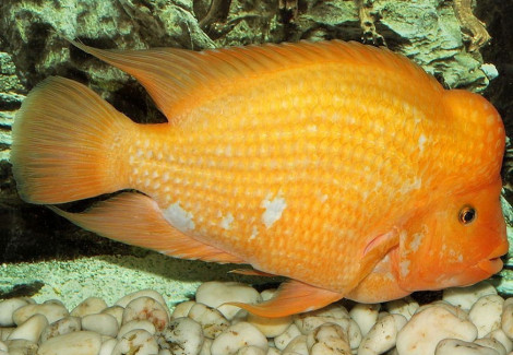 Cichlasoma/Amphilophus Citrinellus 6-7Cm