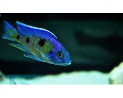 Copadichromis Deep Blue Cawango 6-7