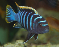 Cynotilapia Afra Yellow Fin 5-7