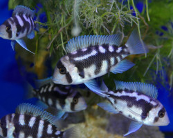 Cyphotilapia Frontosa Night Star 8-10