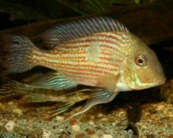 Geophagus Sp. Pindare 4-5