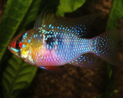 Microgeophagus Ramirezi Blue Briliant 2,5-3Cm