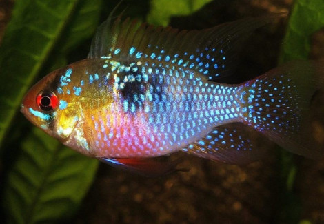 Microgeophagus Ramirezi Blue Briliant 2,5-3Cm