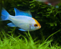 Mikrogeophagus Ramirezi Elec. Blue Gold Head(3,5-4