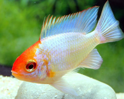 Mikrogeophagus Ramirezi Elec..Blue Red Head 2,5-3