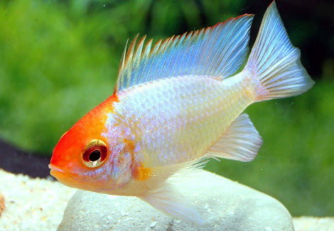 Mikrogeophagus Ramirezi Elec..Blue Red Head 2,5-3