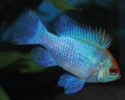 Mikrogeophagus Ramirezi Electric Blue (3,5-4) L