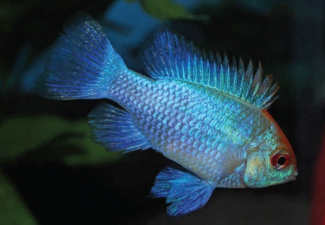 Mikrogeophagus Ramirezi Electric Blue (3,5-4) L