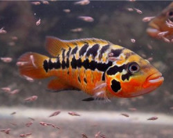 Parachromis Motaguensis 2,5-3