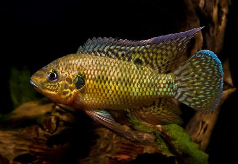 Pelmatochromis Nigrofasciatus 3-4