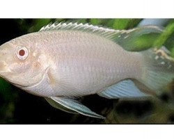 Pelvicachromis Pulcher Albino Red 3-3,5