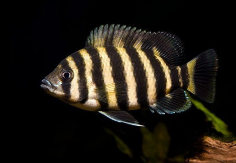 Tilapia Buttikoferi 3-3,5Cm