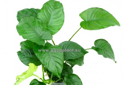 Anubias Barteri Mp