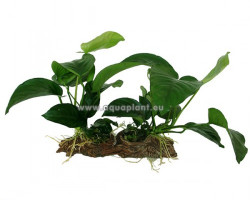 Anubias Stonewood M