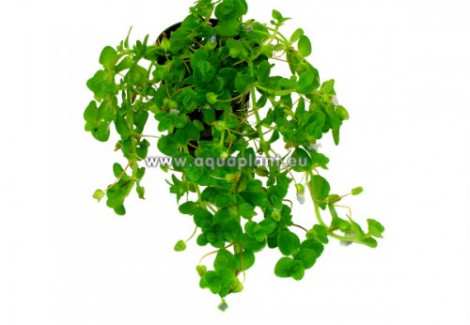 Bacopa Australis