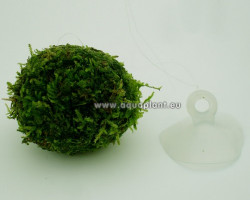 Biosphere Floating Moss Ball With Suction Cup